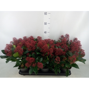 Skimmia jap. 'Rubella'