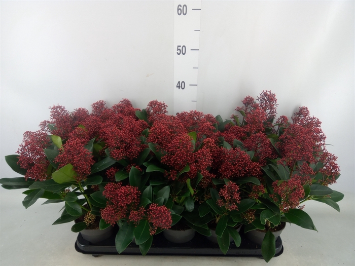 <h4>Skimmia jap. 'Rubella'</h4>