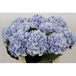 Hydrangea Verena blauw