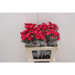 Di Symply Passionfly