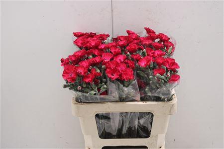 <h4>Di Symply Passionfly</h4>