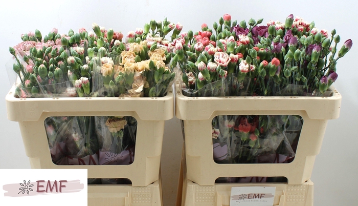 <h4>Di Tr Gem In Fust</h4>