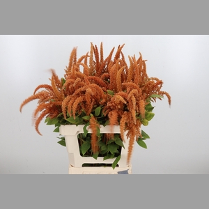 Amaranthus Hot Biscuit