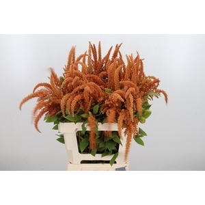 Amaranthus Hot Biscuit