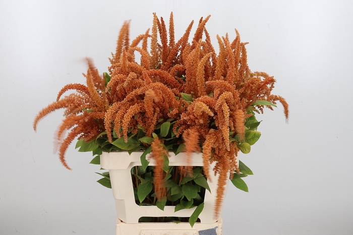 <h4>Amaranthus Hot Biscuit</h4>