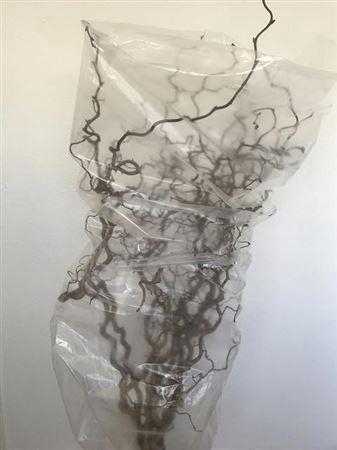 <h4>Coryl Av Contorta</h4>