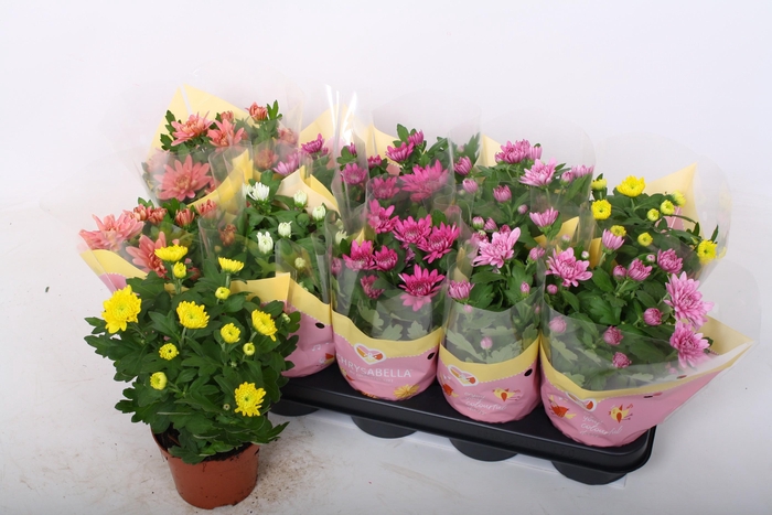 <h4>CHRYS GEVULDBL GEM</h4>