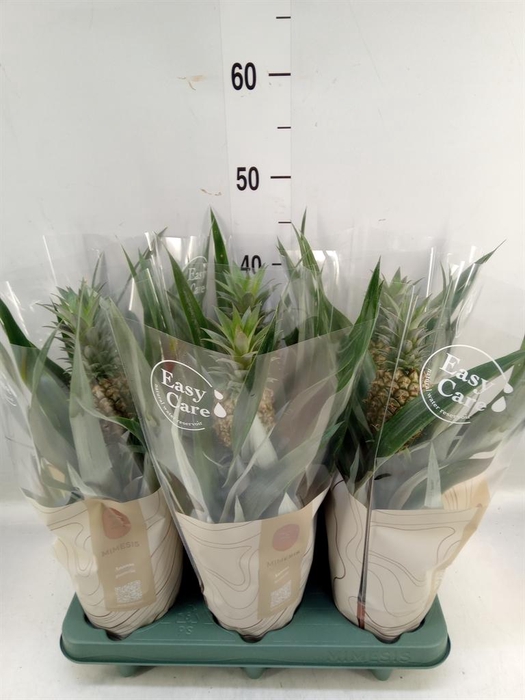 <h4>Ananas  'Rosita'</h4>