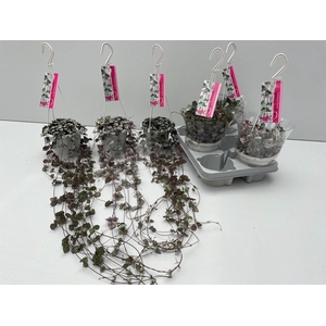 Ceropegia Mix 14 cm Woodii / Variagata / Silver