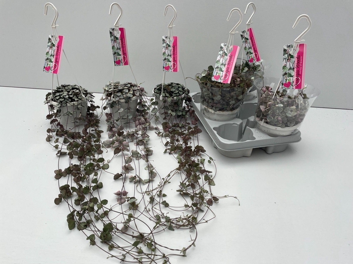 <h4>Ceropegia Mix 14 cm Woodii / Variagata / Silver</h4>