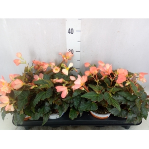Begonia boliv. 'Beauvilia Salmon'