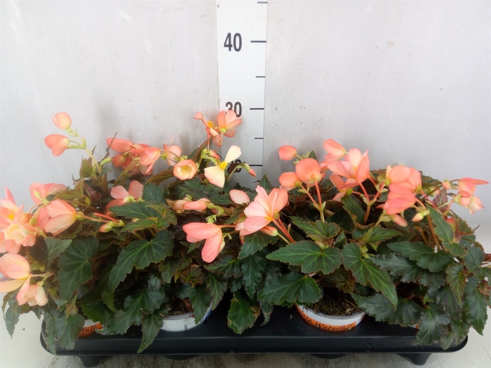 <h4>Begonia boliv. 'Beauvilia Salmon'</h4>