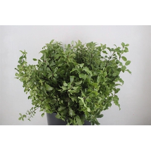 Pittosp Tenuif Green P Bunch