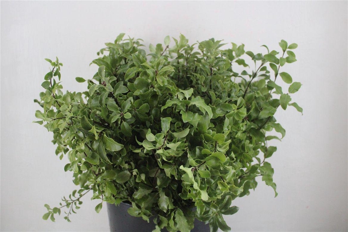 <h4>Pittosp Tenuif Green P Bunch</h4>