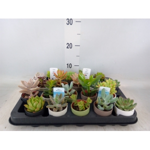 Succulents   ...