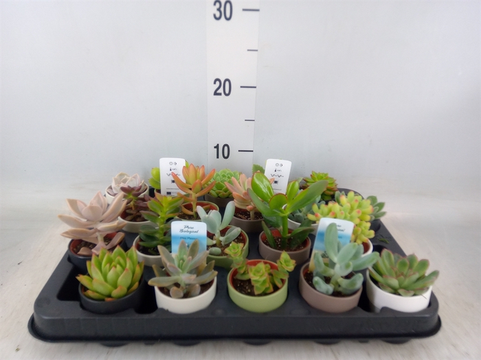 <h4>Succulents   ...</h4>