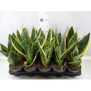 Sansevieria trifa. 'Futura Superba'