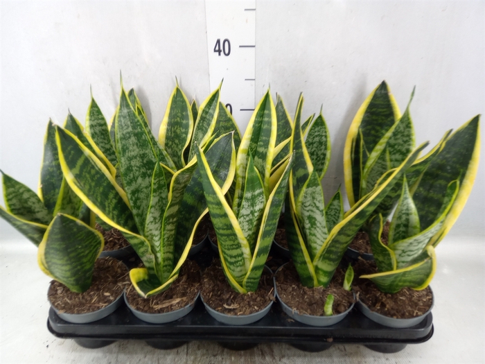 Sansevieria trifa. 'Futura Superba'