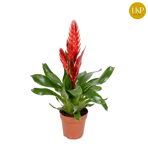 <h4>Vriesea Style Rood (Met Hoes)</h4>