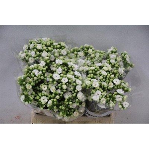 Kalanchoe white