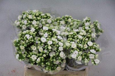 <h4>Kalanchoe white</h4>