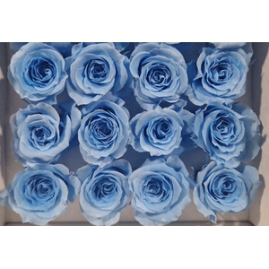 Ro Pres Mini Blue Light