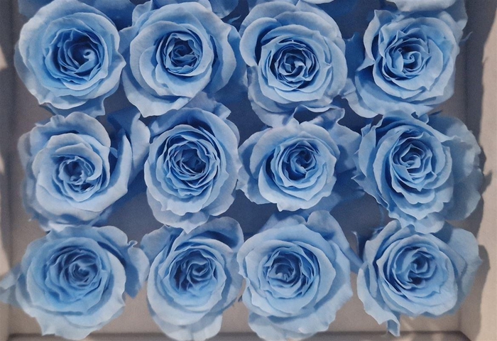 <h4>Ro Pres Mini Blue Light</h4>