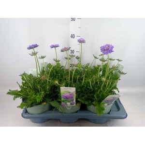 Scabiosa columb.