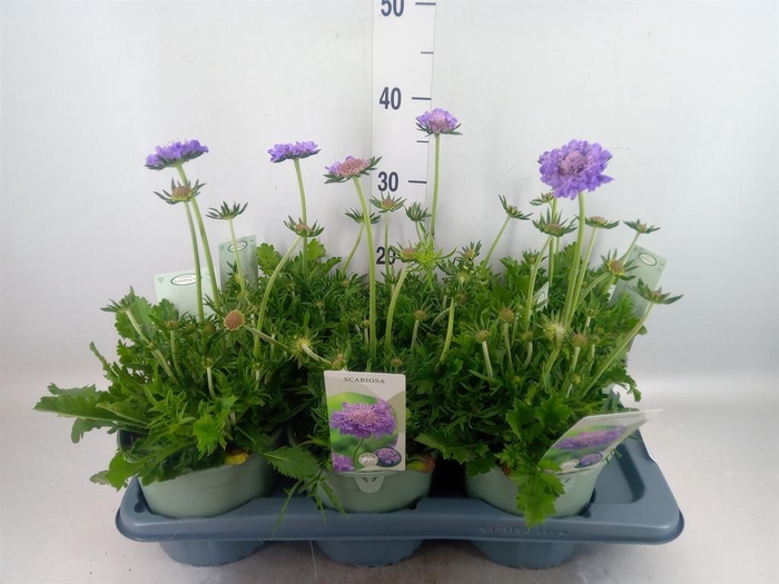 <h4>Scabiosa columb.</h4>