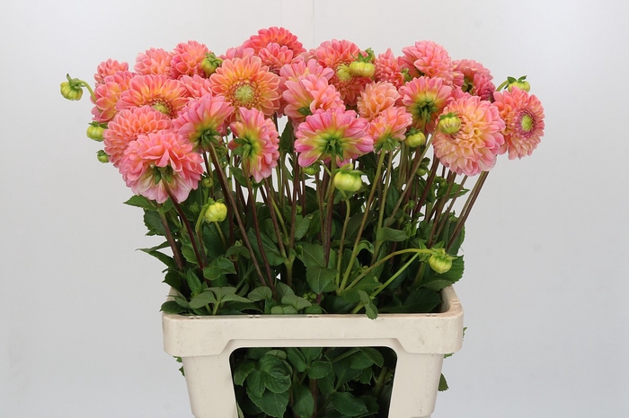 Dahlia Latte