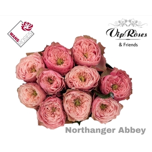 R GR NORTHANGE ABBEY