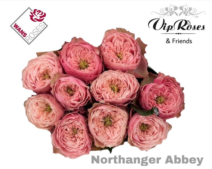 <h4>R GR NORTHANGE ABBEY</h4>