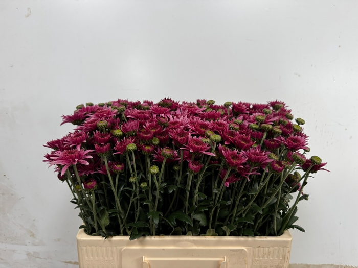 <h4>CHR T BEP SUP PURPER</h4>