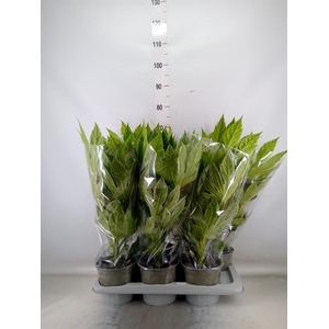 Fatsia japonica 'Variegata'