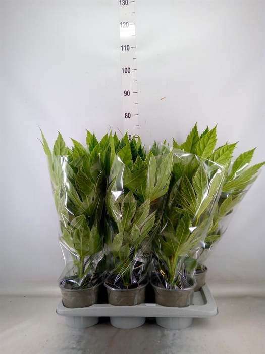 <h4>Fatsia japonica 'Variegata'</h4>