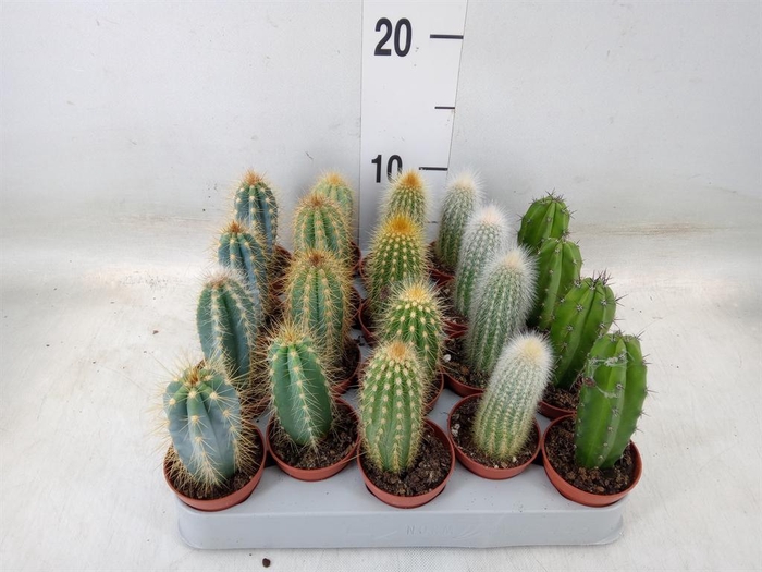 <h4>Cereus   ...</h4>