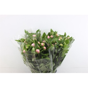 Paeo S Salmon Saucer