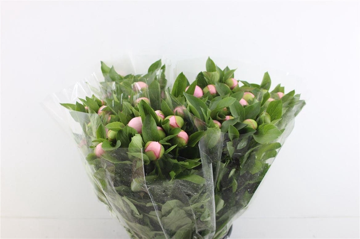 <h4>Paeo S Salmon Saucer</h4>