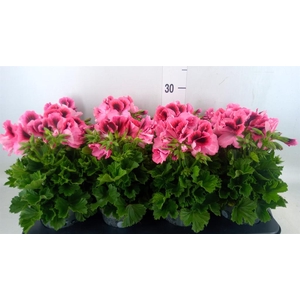 Pelargonium gran.   ..