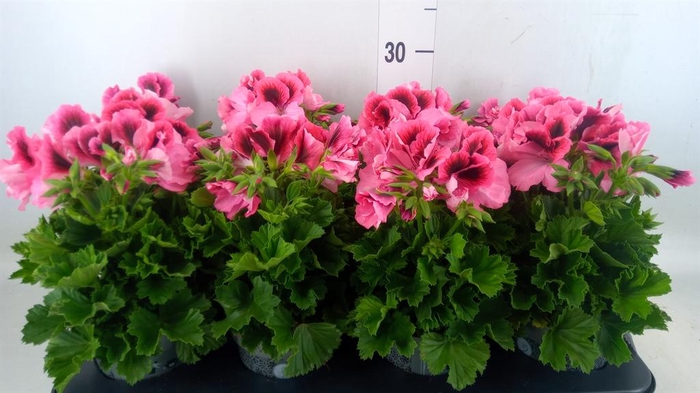 <h4>Pelargonium gran. ..</h4>