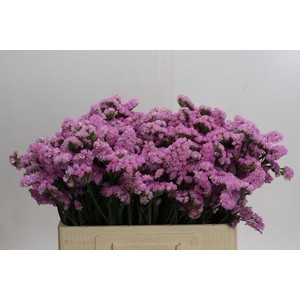Limonium sinuatum 'Lucia Pink'