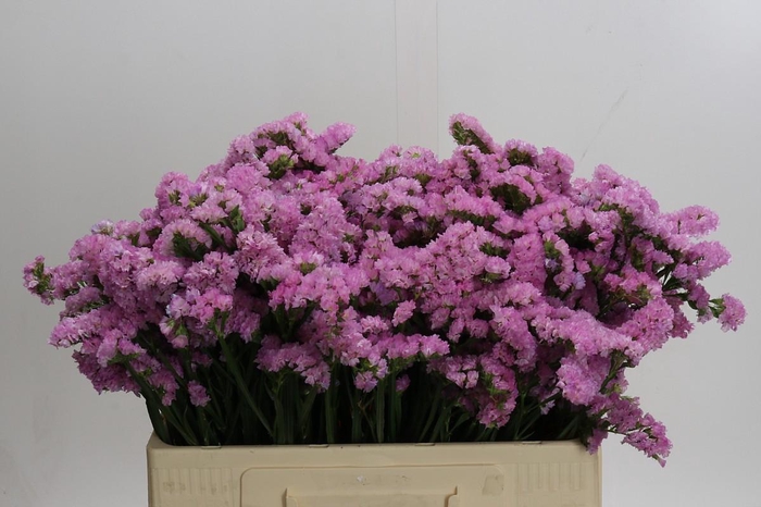 <h4>Limonium sinuatum 'Lucia Pink'</h4>