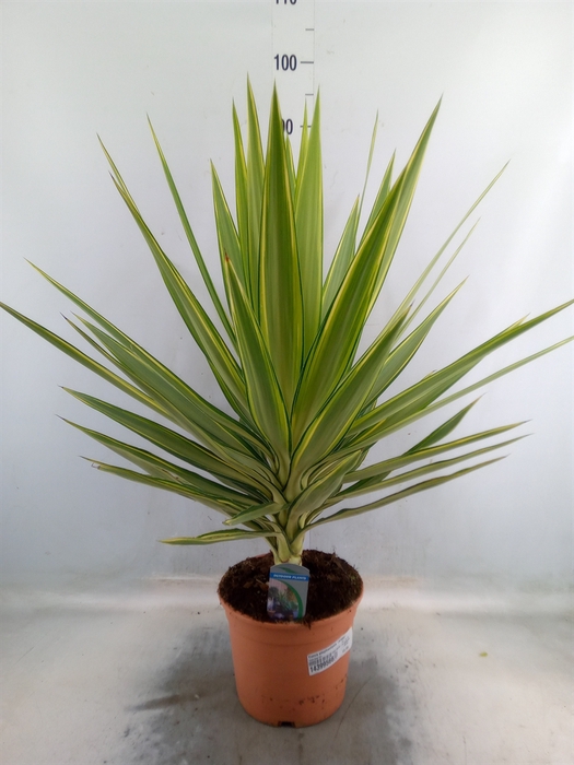 <h4>Yucca elephantipes 'Jewel'</h4>