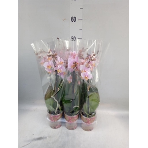 Phalaenopsis multi.   ...rose