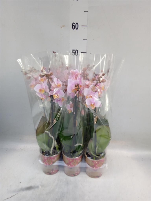 <h4>Phalaenopsis multi. ...rose</h4>