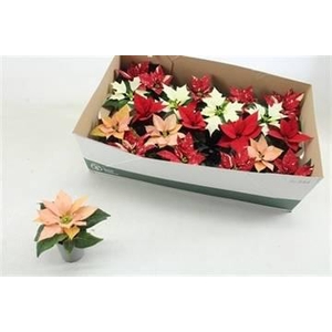 EUPHOR POINSETTIA MIX P6