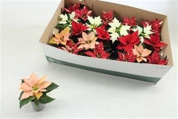 <h4>EUPHOR POINSETTIA MIX P6</h4>