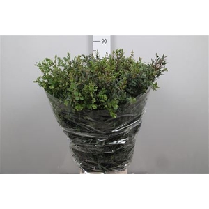 Euc Parvifolia Extra