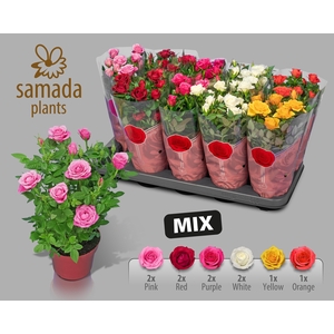 RO SAMADAPL GEM 6 SR