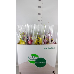 Phalaenopsis   ...mix